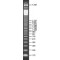 123 BP DNA LADDER, FOR DNA ELECTROPHORE&