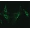ANTI-NUCB2 (C-TERMINAL)
