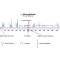 A2-MACROGLOBULIN
