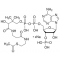ACETYL COENZYME A (C2:0) SODIUMPREPARED ENZYMATICA