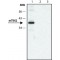 Monoclonal Anti-TIN2 antibody produced in mouse,