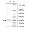 PLA2G12B HUMAN