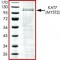 KAT7, GST TAGGED, HUMAN