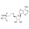 S-ADENOSYL-L-HOMOCYSTEINE