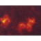 Monoclonal ANTI-FLAG(R) M2-Cy3(TM) antibody produced in mouse,