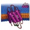 BACTERIORHODOPSIN