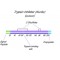 TRYPSIN INHIBITOR FROM FROM GLYCINE MAX