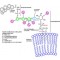 PHOSPHOLIPASE C, PHOSPHATIDYLINOSITOL-*S PECIFIC FRO