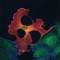 Monoclonal ANTI-FLAG(R) M2 antibody produced in mouse,
