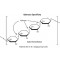 XYLANASE, RECOMBINANT FROM*THERYOMYCES L