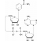 THIONICOTINAMIDE ADENINE DINUCLEOTIDE