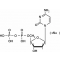 2'-DEOXYCYTIDINE 5'-DIPHOSPHATE SODIUM