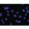 ANTI-RER1, ANTIBODY PRODUCED IN RABBIT&