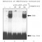 CELLYTIC PLANT CELL LYSIS/EXTRACTION*REA