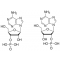 ADENOSINE 2' -& 3'-MONOPHOSPHATEFREE ACID